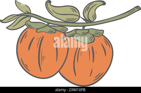 Branch of persimmon tree holding ripe orange fruits with green leaves, hand drawn illustration. Juicy delicious persimmon fruit isolated on white Stock Vector