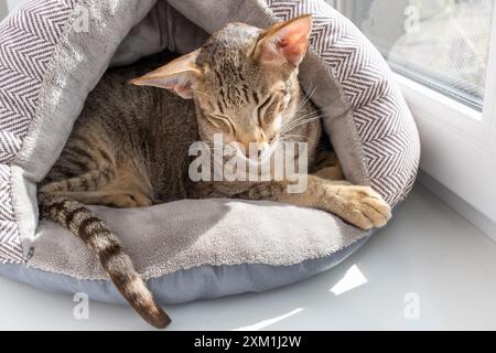 Cute oriental shorthair tabby kitten sleeping in comfortable cat house near the window. Stock Photo