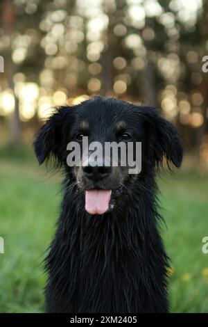 portrait of a black dog at sunrise. He is so cute Stock Photo