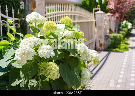 Bush of blooming white flowers of paniculata hydrangea as decor, next to the fence on the street. Gardening, decorative wedding flower, landscape desi Stock Photo