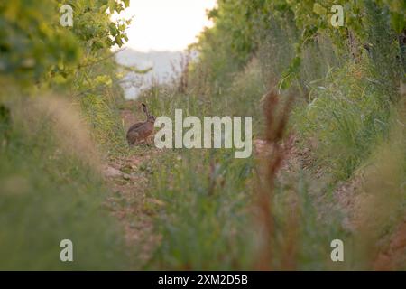 A rabbit sitting on a dirt path surrounded by lush green vegetation in a vineyard during sunset. Stock Photo