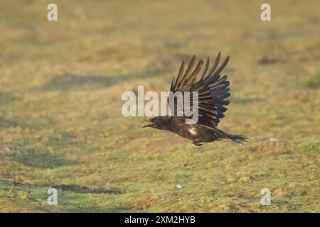 Carrion Crow in flight on Skokholm Pembrokeshire UK Stock Photo