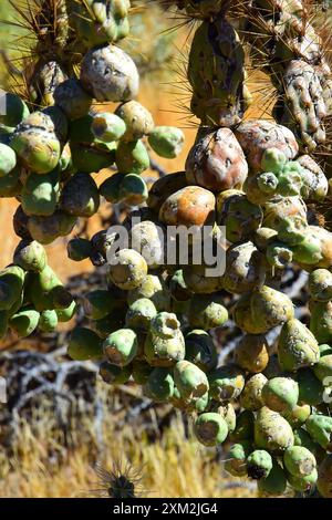 Cholla cactus Sonora desert mid spring on a bright day Stock Photo