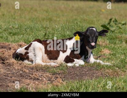 Young cow, cattle with ear tag ruminating in farm field near Haverfordwest, Pembrokeshire, Wales Stock Photo