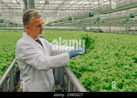 Botanist, adult man in coat examines lettuce plant growing in hydroponic system. Researcher in technological greenhouse.Scientist biologist in huge Stock Photo