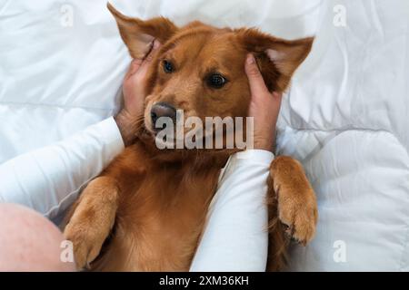 The owner hands hug the dog head. Happy and calm pet. Funny dog on the bed. Stock Photo