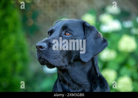 Portrait of a Labrador Retriever Stock Photo