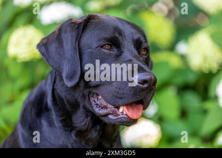 Portrait of a Labrador Retriever Stock Photo
