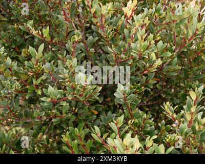 A tree with green leaves and brown tips Stock Photo