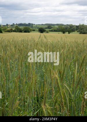 Rye, ripening energy crop Stock Photo