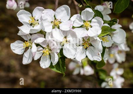 Close-up view of white blossoming apple tree flowers. Dark background. Stock Photo