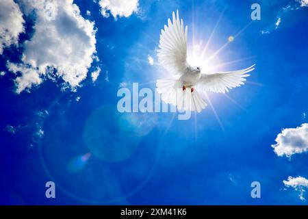 Weisse Taube am Himmel mit Sonne und Wolken Stock Photo