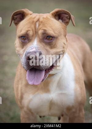 Adoptable Pit Bulls in Animal Shelters Stock Photo