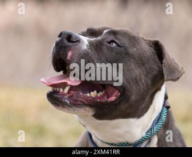 Adoptable Pit Bulls in Animal Shelters Stock Photo