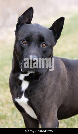 Adoptable Pit Bulls in Animal Shelters Stock Photo