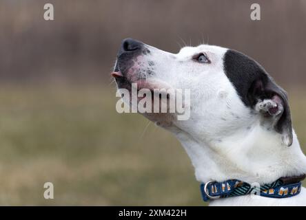 Adoptable Pit Bulls in Animal Shelters Stock Photo