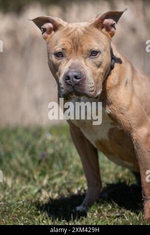 Adoptable Pit Bulls in Animal Shelters Stock Photo