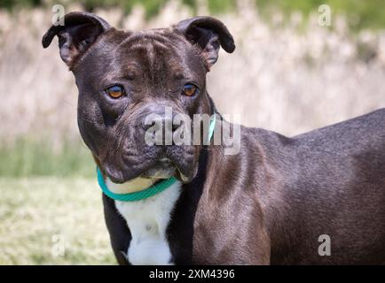 Adoptable Pit Bulls in Animal Shelters Stock Photo