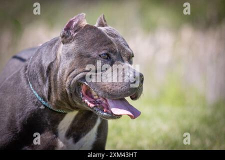 Adoptable Pit Bulls in Animal Shelters Stock Photo