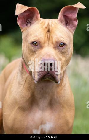 Adoptable Pit Bulls in Animal Shelters Stock Photo