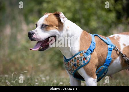 Adoptable Pit Bulls in Animal Shelters Stock Photo