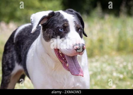 Adoptable Pit Bulls in Animal Shelters Stock Photo