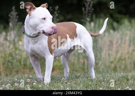 Adoptable Pit Bulls in Animal Shelters Stock Photo