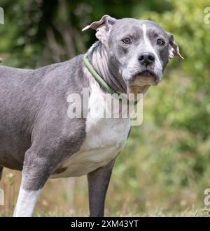 Adoptable Pit Bulls in Animal Shelters Stock Photo