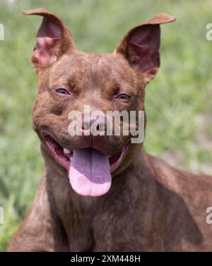 Adoptable Pit Bulls in Animal Shelters Stock Photo