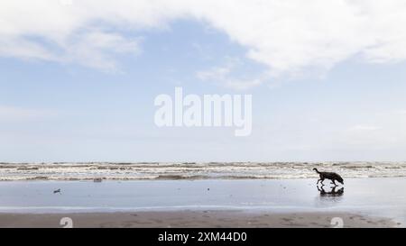 Stray dog walks on the beach, the Caspian sea during low tide Stock Photo