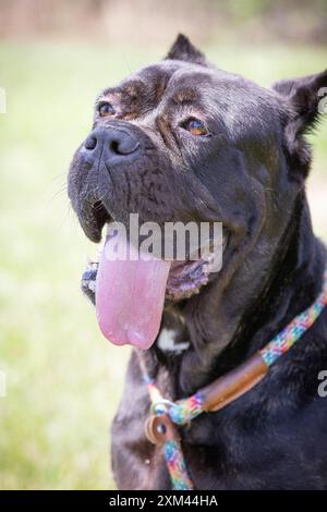 Adoptable Pit Bulls in Animal Shelters Stock Photo