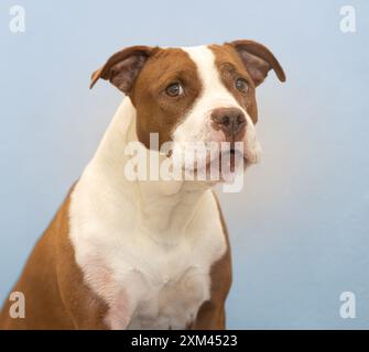 Adoptable Pit Bulls in Animal Shelters Stock Photo