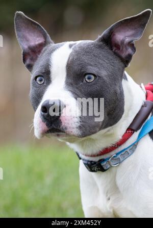 Adoptable Pit Bulls in Animal Shelters Stock Photo