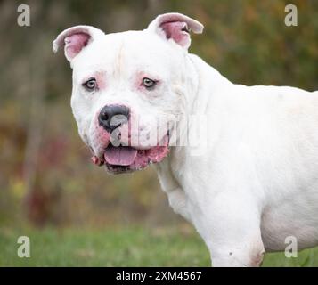 Adoptable Pit Bulls in Animal Shelters Stock Photo