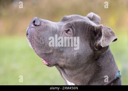 Adoptable Pit Bulls in Animal Shelters Stock Photo