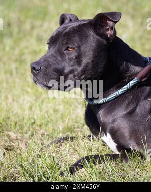 Adoptable Pit Bulls in Animal Shelters Stock Photo