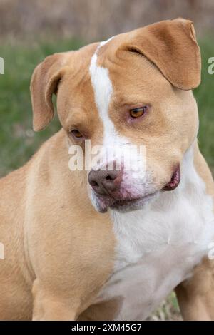 Adoptable Pit Bulls in Animal Shelters Stock Photo