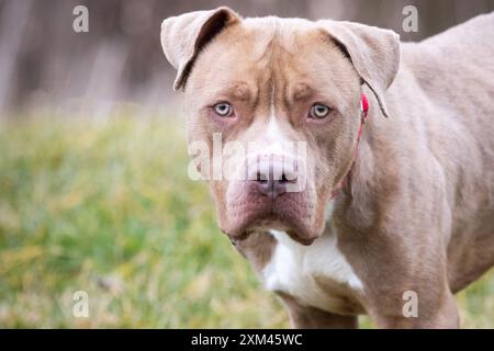 Adoptable Pit Bulls in Animal Shelters Stock Photo