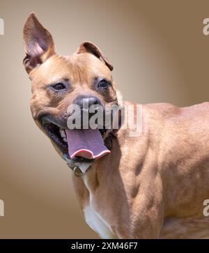 Adoptable Pit Bulls in Animal Shelters Stock Photo