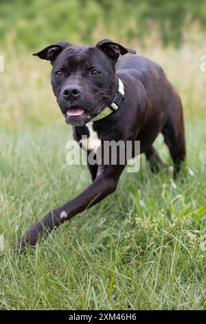Adoptable Pit Bulls in Animal Shelters Stock Photo
