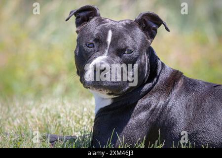 Adoptable Pit Bulls in Animal Shelters Stock Photo