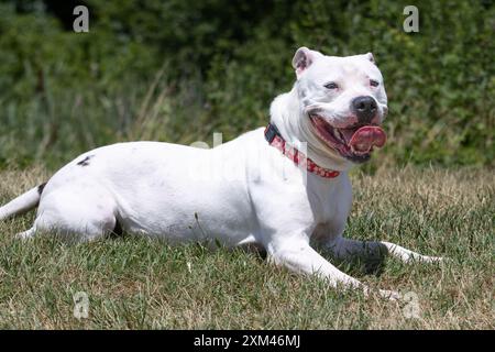 Adoptable Pit Bulls in Animal Shelters Stock Photo