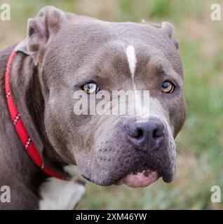 Adoptable Pit Bulls in Animal Shelters Stock Photo