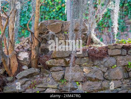 Old stonework fence with Spanish moss hanging from trees to cover the stones Stock Photo