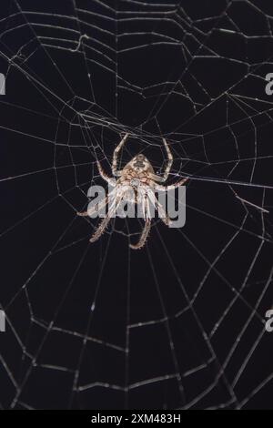 Spider in the web in the rays of night light Stock Photo