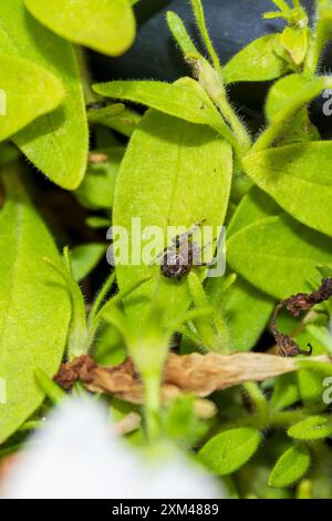 Small spider in a bush leaf Stock Photo