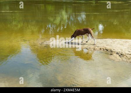 Pointer hunting dog at work Stock Photo