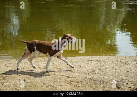 Pointer hunting dog at work Stock Photo