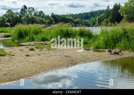 Pointer hunting dog at work Stock Photo