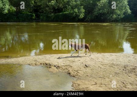 Pointer hunting dog at work Stock Photo